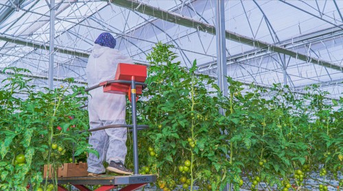 Greenhouse Installation for Investment: Profitability and Return Analysis