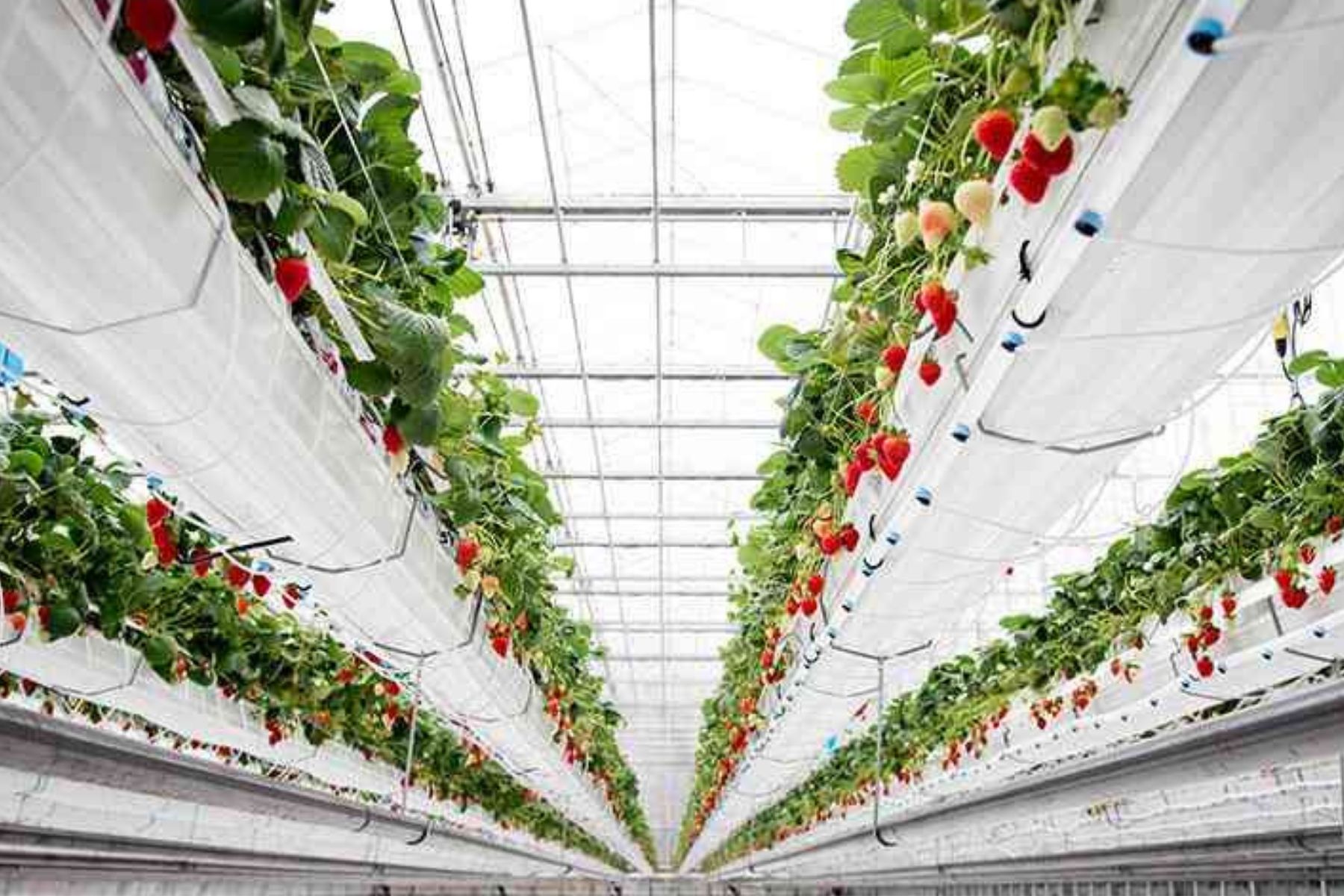  Ürünlerinizi biz yetiştiriyoruz 