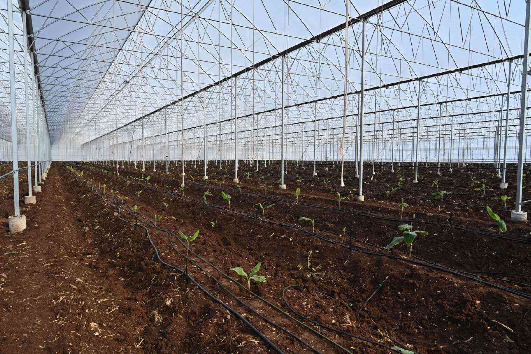  Soil-Based Tomato Greenhouse with İska Sera 
