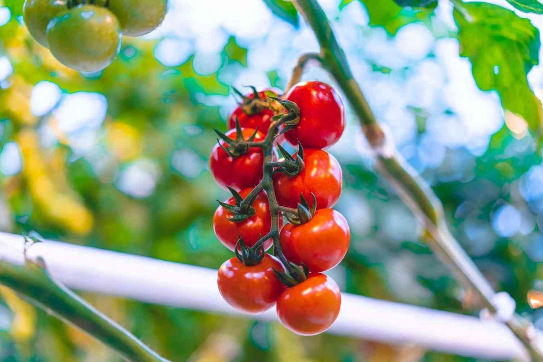  Soilless Tomato Greenhouse with İska Sera 
