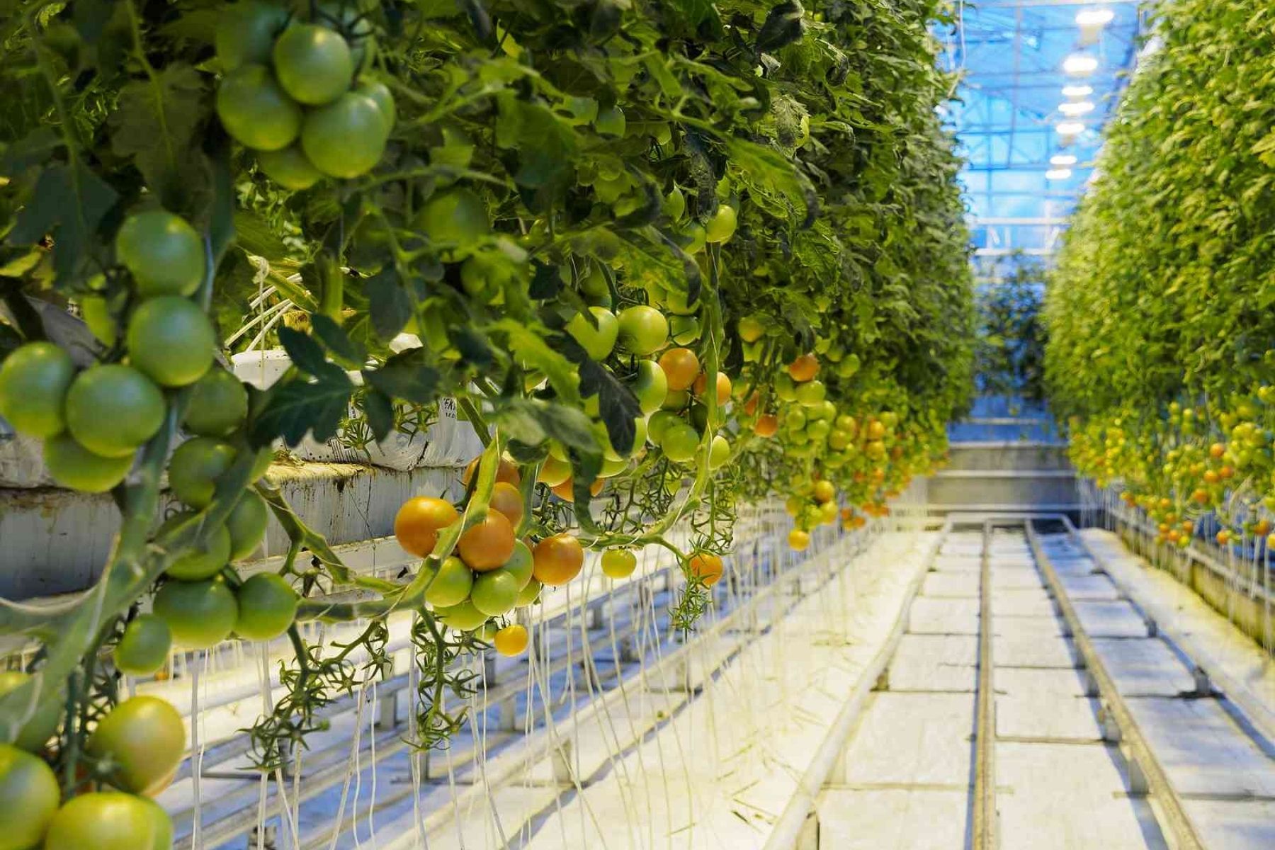  Geothermal Greenhouse 