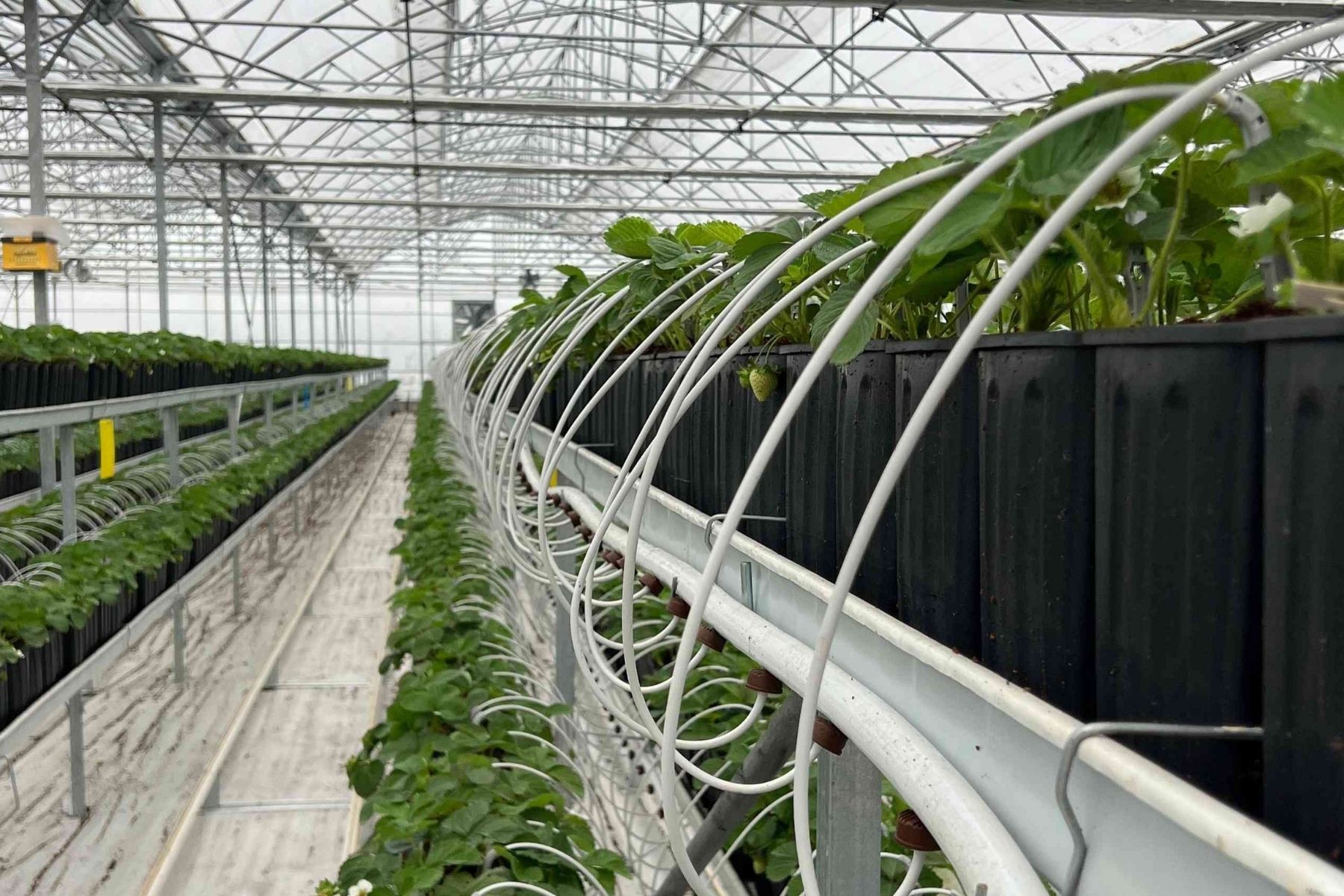  Geothermal Greenhouses 