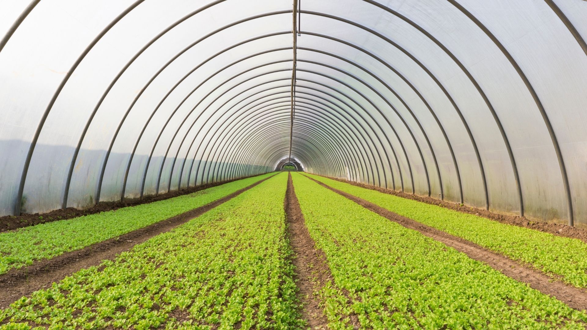 Greenhouse Construction: The Right Steps for Successful Production 