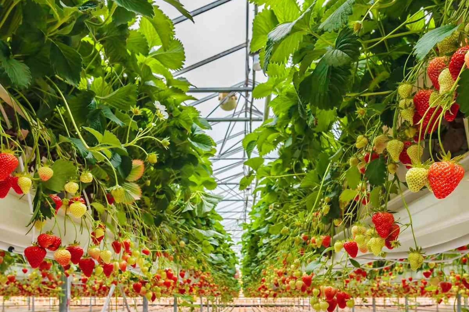  Soilless Strawberry Greenhouse 