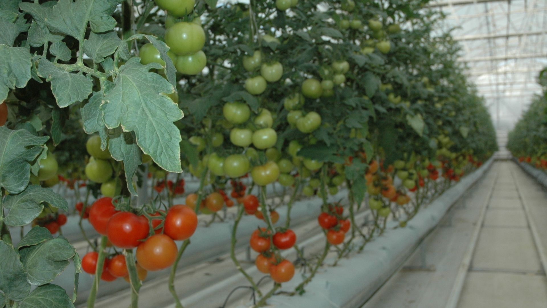  Soilless Greenhouses: The Future of Modern Agriculture 