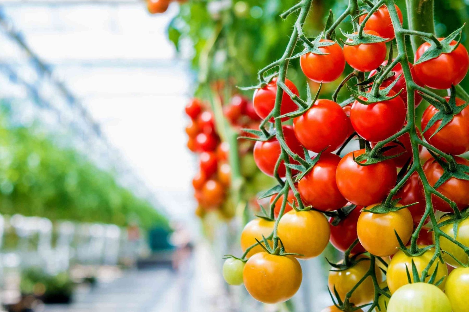  We Provide Production Consultancy and Product Purchase Guarantee in Our Built Greenhouses 