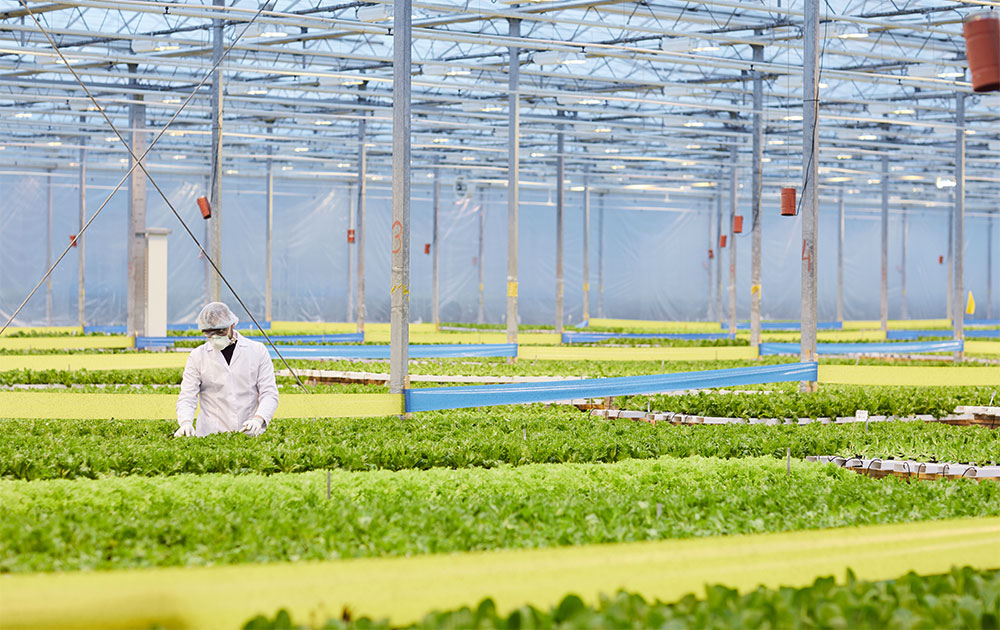Greenhouse Installation Service