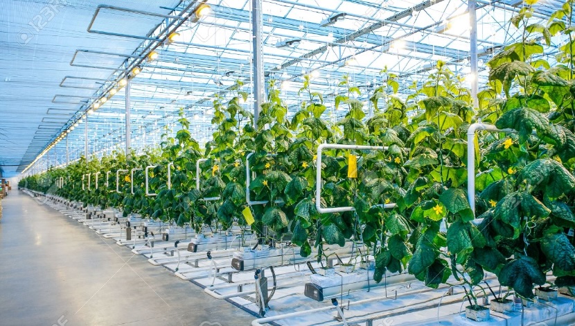 Profesyonel Seracılık Firması | Anahtar Teslim Sera Projeleri