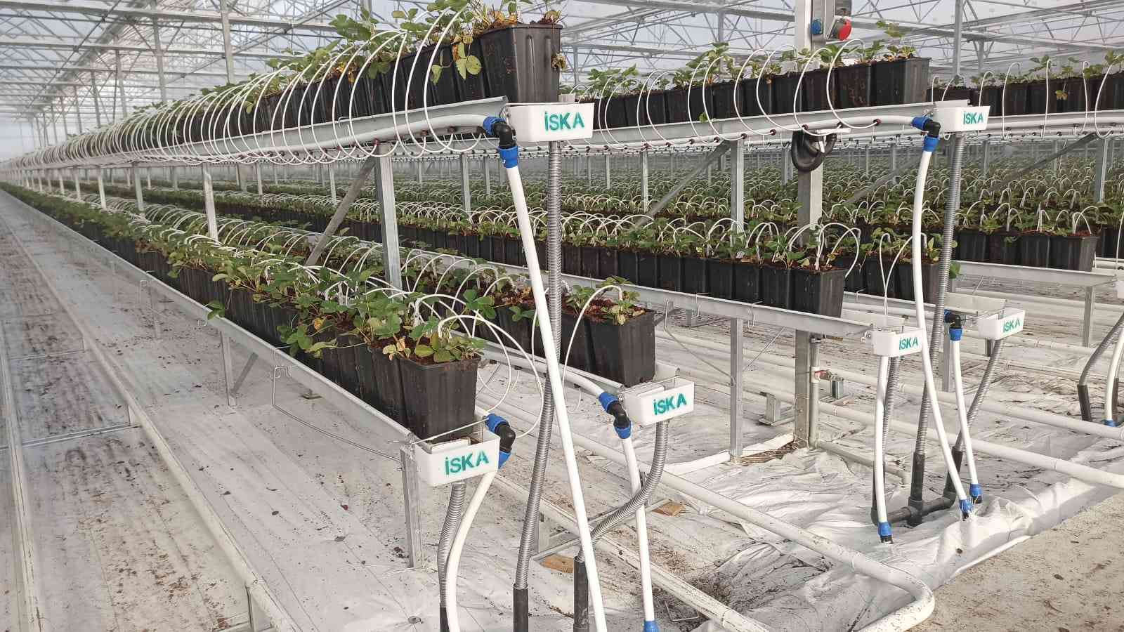 Modern Sera Sistemleri ve Endüstriyel Sera Çözümleri | İSKA Sera