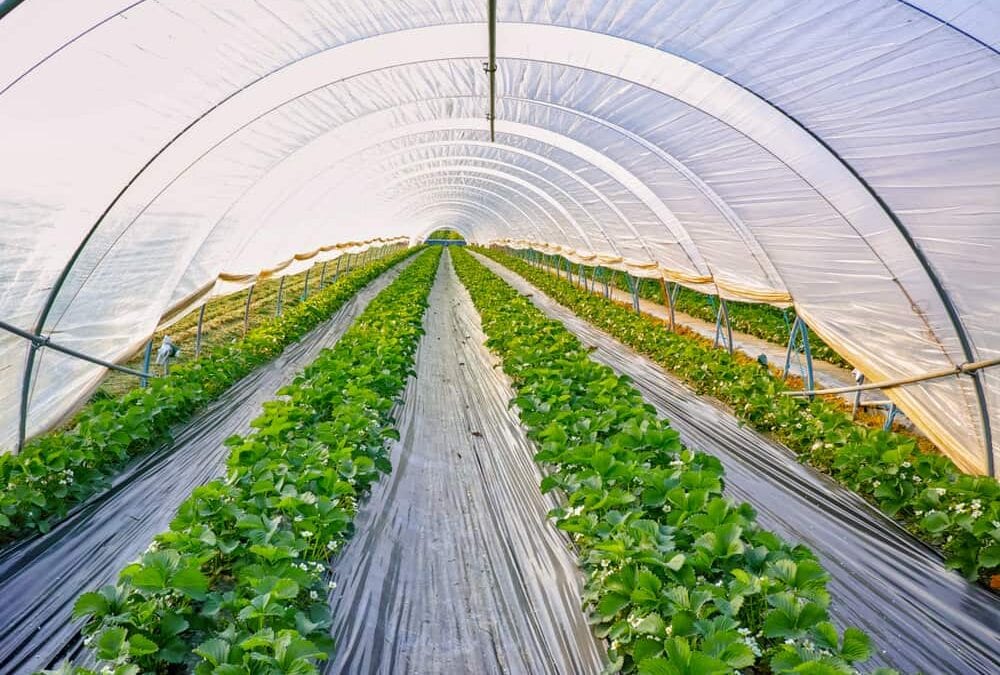 Sera Plastik ve Polikarbon Örtü