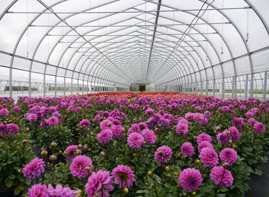 Profesyonel Gotik Sera Sistemleri Kurulumu ve Projelendirme Hizmetleri