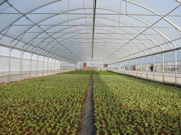 Ekonomik Tünel Sera Sistemleri, Hobi Serası Kurulumu ve Çiftçiler İçin Sera Çözümleri