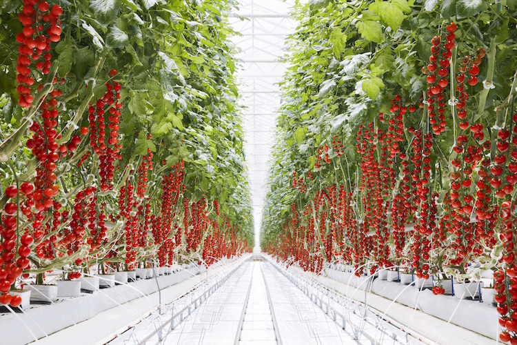 Soilless Tomato Greenhouse Installation - Industrial Greenhouse Systems