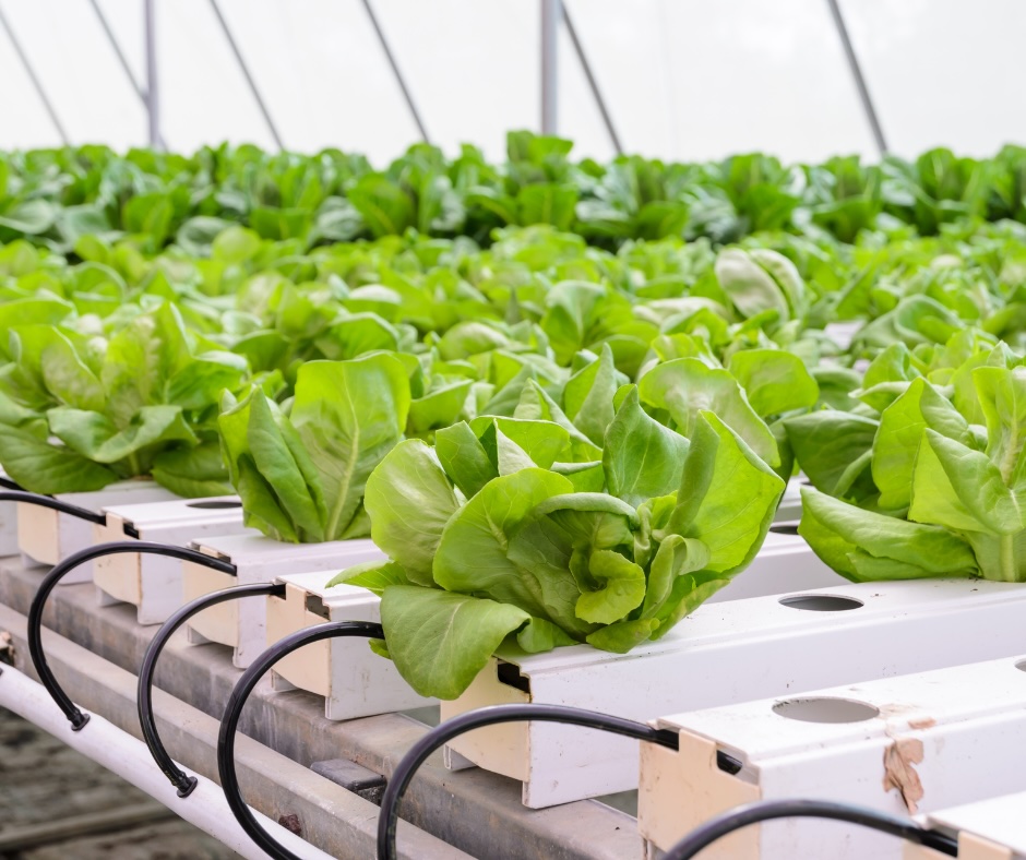 NFT Sistem Yatırımı - Anahtar Teslim Sera Kurulumu