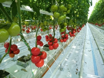 Soilless Tomato Greenhouse - Industrial Greenhouse Systems