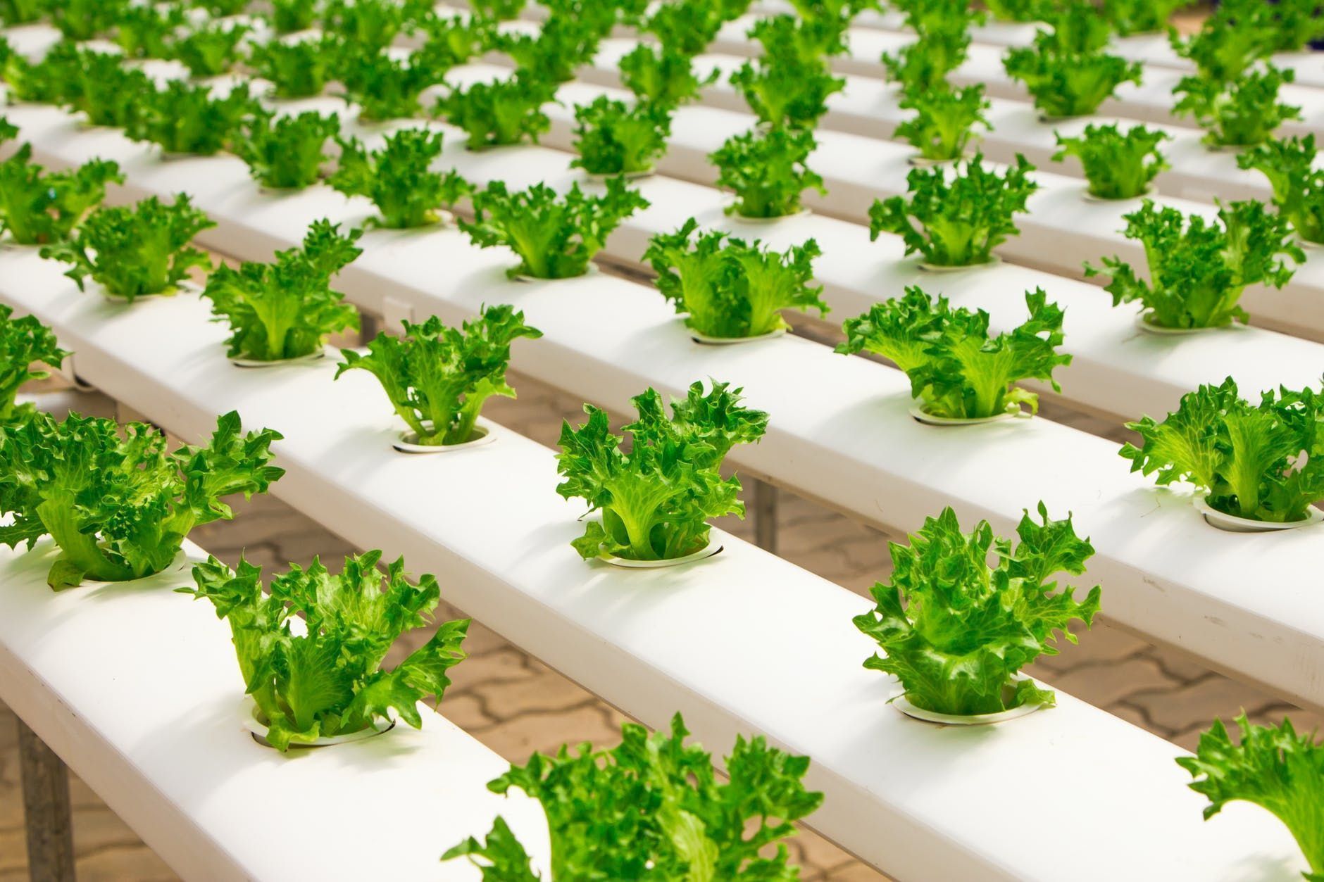 Sprouts