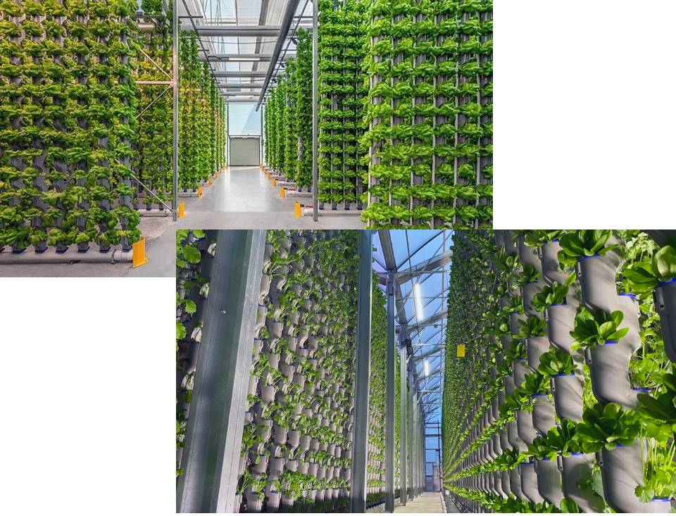 TOPRAKSIZ TARIM SİSTEMLERİ