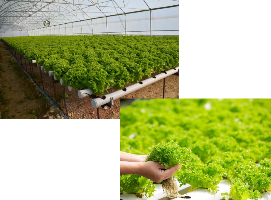 Toprasız Sera Sistemleri