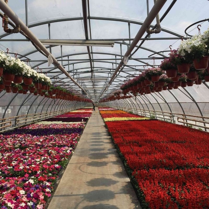 ANKARA GÖLBAŞI BELEDİYESİ - ANKARA - ÇİÇEK SERASI 1