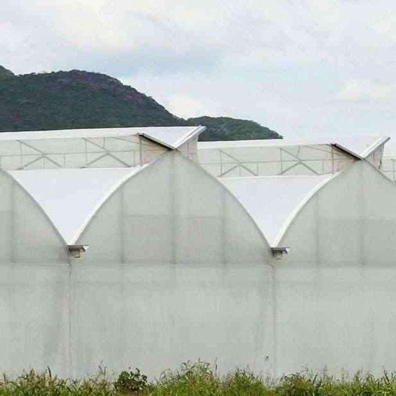 AYAŞ DOMATES - ANKARA - TOPRAKSIZ DOMATES 1